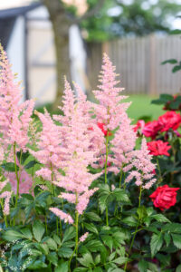 12 Best Perennial Plants For A Low-Maintenance Garden - Lost & Found Decor