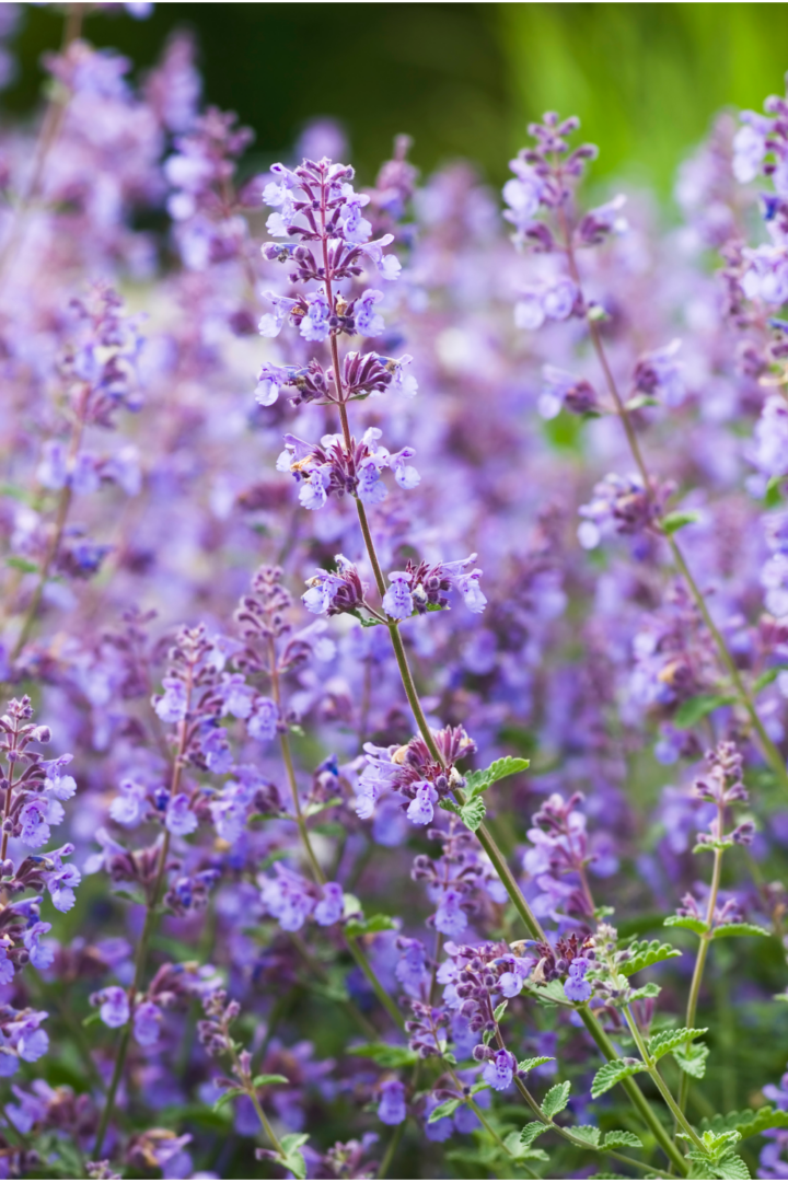 12 Best Perennial Plants for a Low-Maintenance Garden - Lost & Found Decor