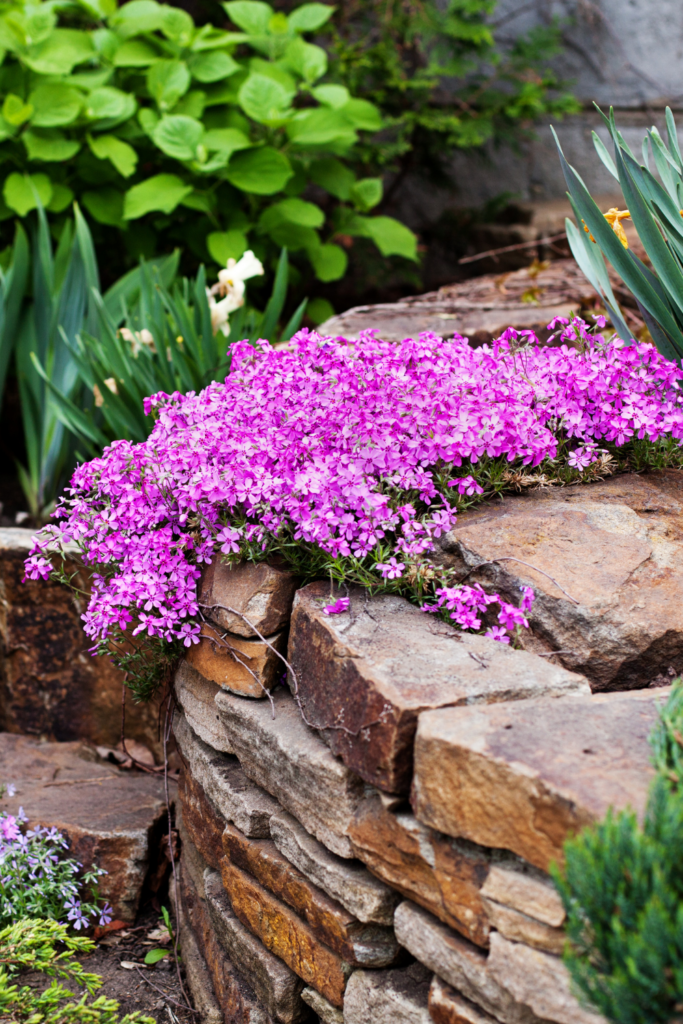 12 Best Perennial Plants for a Low-Maintenance Garden - Lost & Found Decor