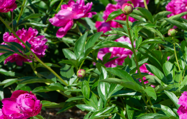 cropped-peony-low-maintenance-perennial-1.png