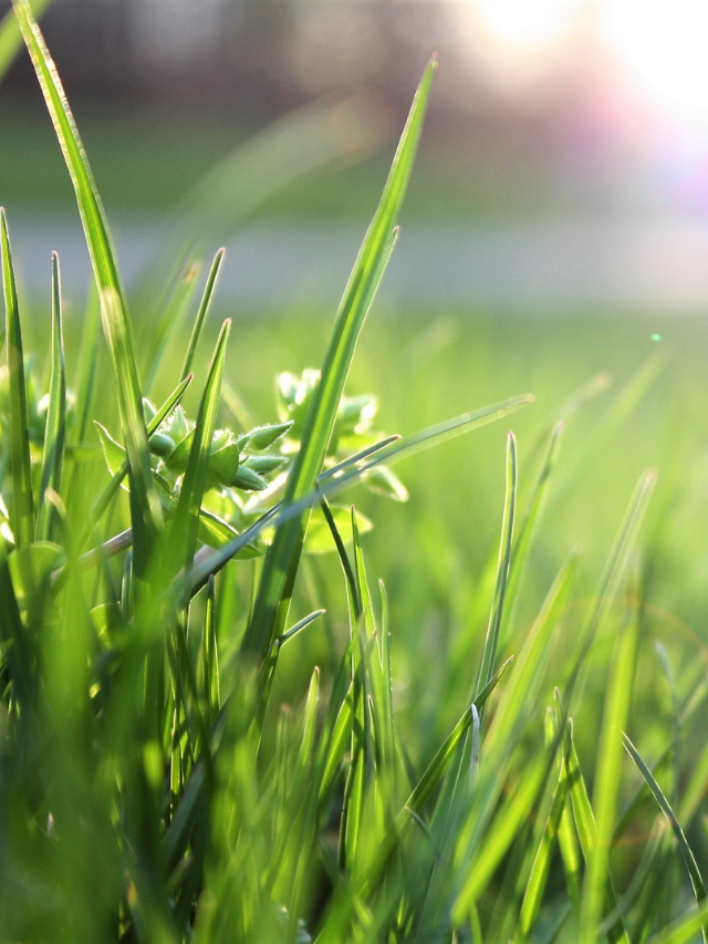 Cheap Way To Get Nice Thick Grass!